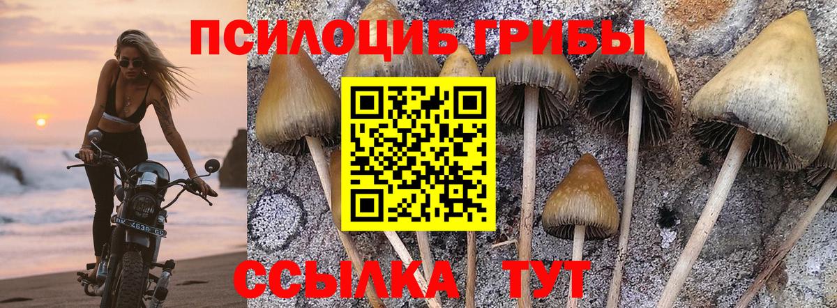 Сыктывкар  Псилоцибиновые грибы Cubensis  Вход с VPN 